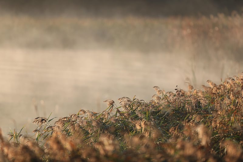 Nature Landscape